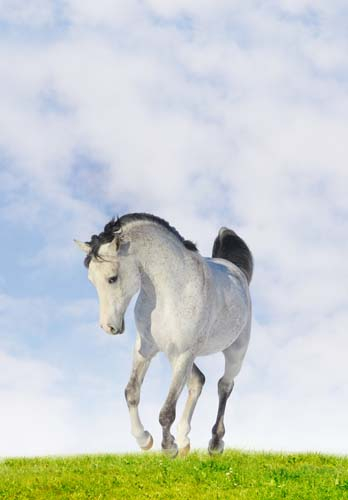 Каталог Фотообои лошади:  | Wall-Style