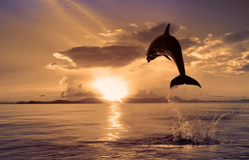 Каталог Фотообои дельфин на воде:  | Wall-Style