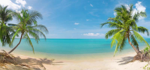 Каталог Картина две пальмы на пляже: Море | Wall-Style