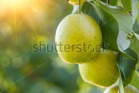 Каталог Фотообои фрукты:  | Wall-Style