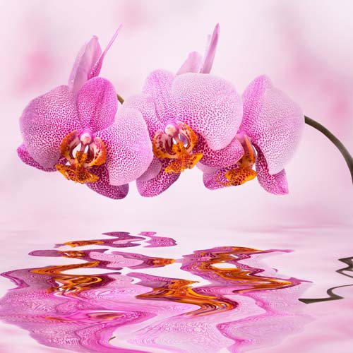 Каталог Фотообои ветка орхидеи над водой:  | Wall-Style