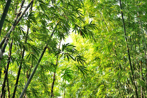 Каталог Картина ветви бамбука: Природа | Wall-Style