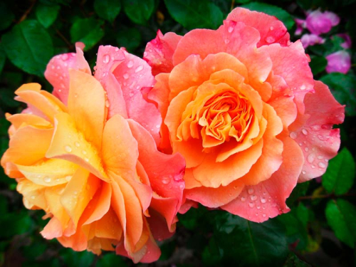 Каталог Фотообои пионовидные розы:  | Wall-Style