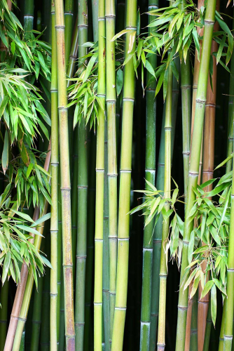 Каталог Картина бамбук в джунглях: Природа | Wall-Style
