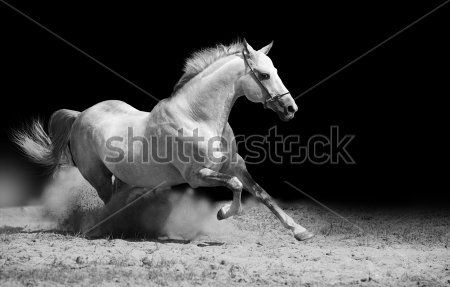 Каталог Фотообои лошадь:  | Wall-Style