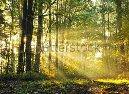 Каталог Фотообои лес:  | Wall-Style