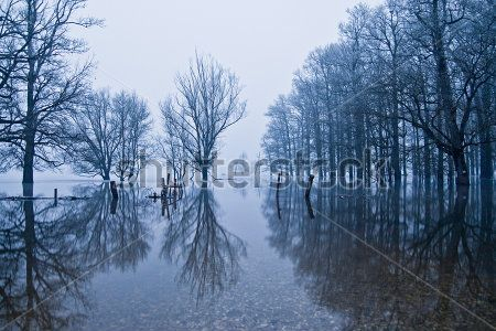 Каталог Картина лес в воде: Природа | Wall-Style