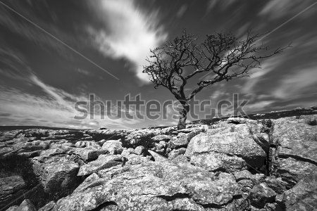 Каталог Фотообои дерево:  | Wall-Style