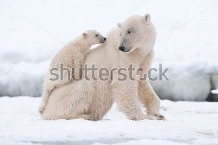 Каталог Фотообои белые медведи:  | Wall-Style
