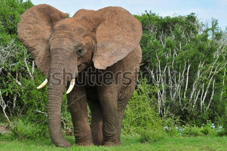 Каталог Фотообои слон:  | Wall-Style