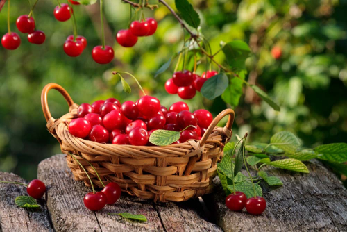 Каталог Фотообои вишни:  | Wall-Style