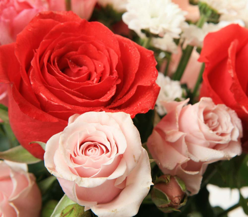 Каталог Фотообои розы:  | Wall-Style