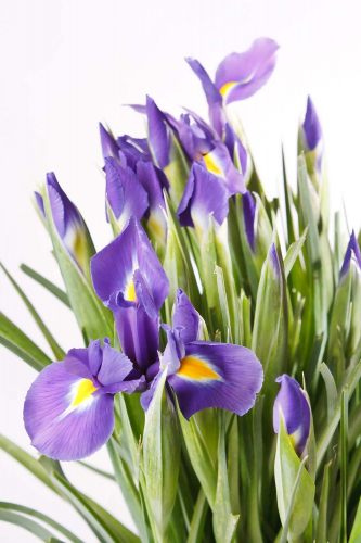 Каталог Фотообои свежие ирисы:  | Wall-Style