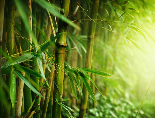 Каталог Фотообои красивый бамбук:  | Wall-Style