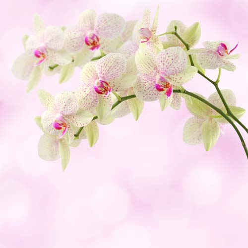 Каталог Фотообои салатовые орхидеи:  | Wall-Style