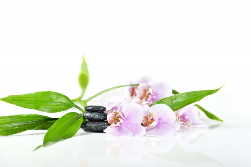 Каталог Фотообои лилия в спа:  | Wall-Style