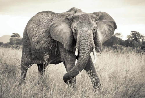 Каталог Фотообои серый слон:  | Wall-Style