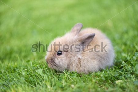 Каталог Фотообои кролик:  | Wall-Style