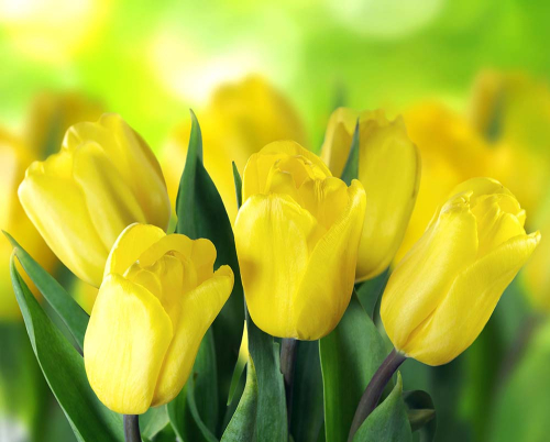 Каталог Фотообои желтые 3д тюльпаны:  | Wall-Style