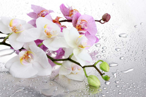 Каталог Фотообои орхидеи в капельках воды:  | Wall-Style