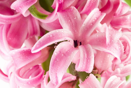 Каталог Фотообои лилии с каплями:  | Wall-Style