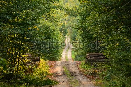 Каталог Картина лес: Природа | Wall-Style