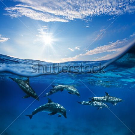 Каталог Фотообои дельфины в море:  | Wall-Style