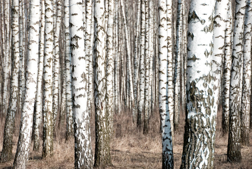 Каталог Фотообои березовая роща:  | Wall-Style
