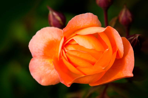 Каталог Картина оранжевая роза: Цветы и растения | Wall-Style