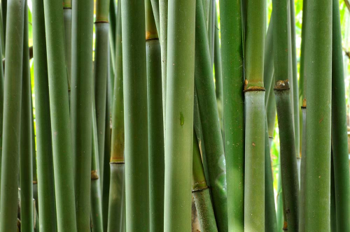 Каталог Фотообои бамбуковая роща:  | Wall-Style