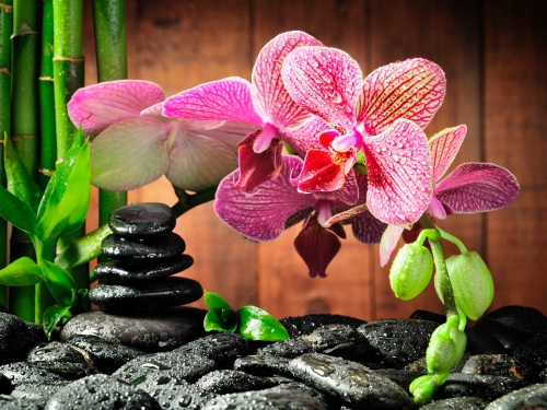 Каталог Фотообои орхидея в камнях:  | Wall-Style