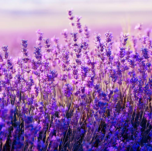 Каталог Фотообои лаванда нежная:  | Wall-Style