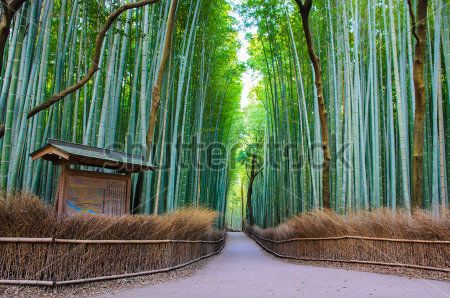 Каталог Фотообои бамбуковый лес:  | Wall-Style