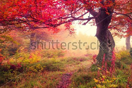 Каталог Фотообои парк:  | Wall-Style