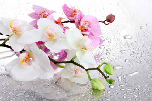 Каталог Фотообои орхидеи в росе:  | Wall-Style