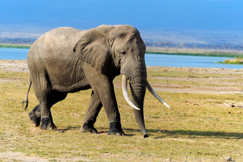 Каталог Фотообои большой слон:  | Wall-Style