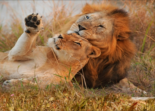 Каталог Картина отдых львов: Животные | Wall-Style