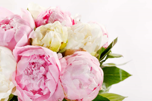 Каталог Фотообои пионовидные розы:  | Wall-Style