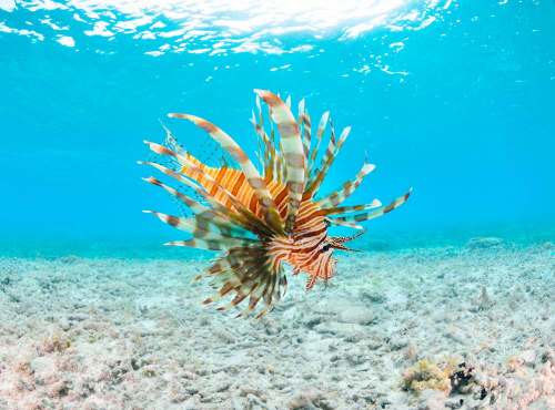 Каталог Картина рыба в океане: Море | Wall-Style