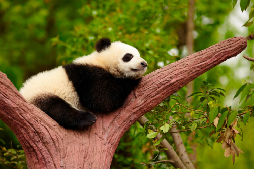 Каталог Фотообои панда на дереве:  | Wall-Style