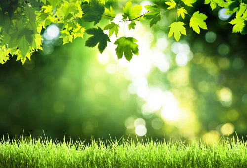 Каталог Фотообои лес:  | Wall-Style