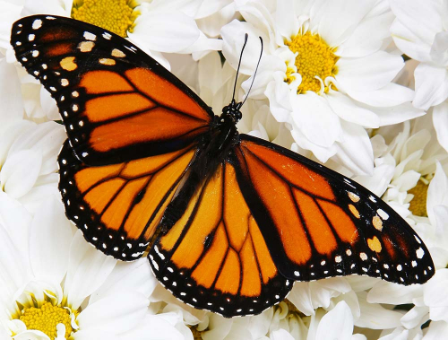 Каталог Фотообои бабочка на цветах:  | Wall-Style