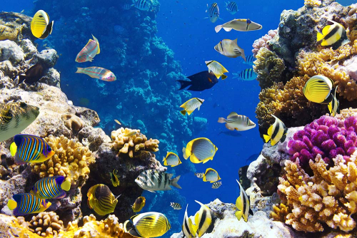 Каталог Фотообои подводный мир:  | Wall-Style
