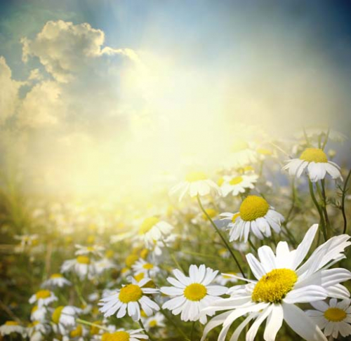 Каталог Картина поле ромашек: Цветы и растения | Wall-Style