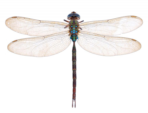 Каталог Фотообои стрекоза:  | Wall-Style