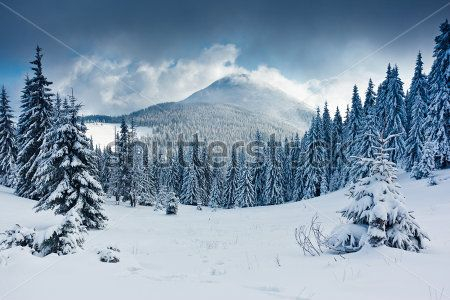 Каталог Фотообои зимний лес:  | Wall-Style