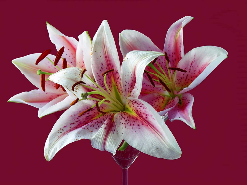 Каталог Фотообои насыщенные лилии:  | Wall-Style