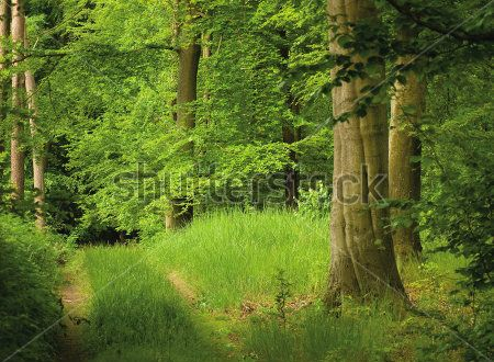 Каталог Фотообои лес:  | Wall-Style