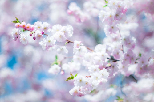 Каталог Фотообои цвет вишни:  | Wall-Style