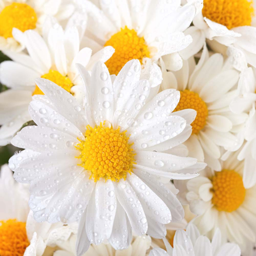 Каталог Фотообои ромашка с каплями:  | Wall-Style